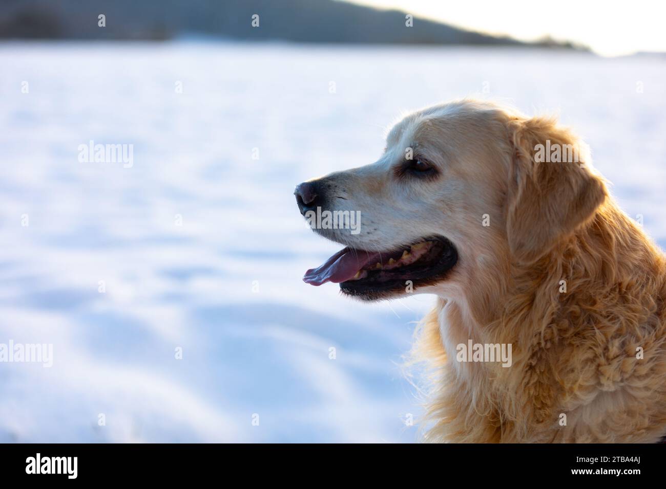Un Golden retriever giace nella neve e guarda di lato Foto Stock