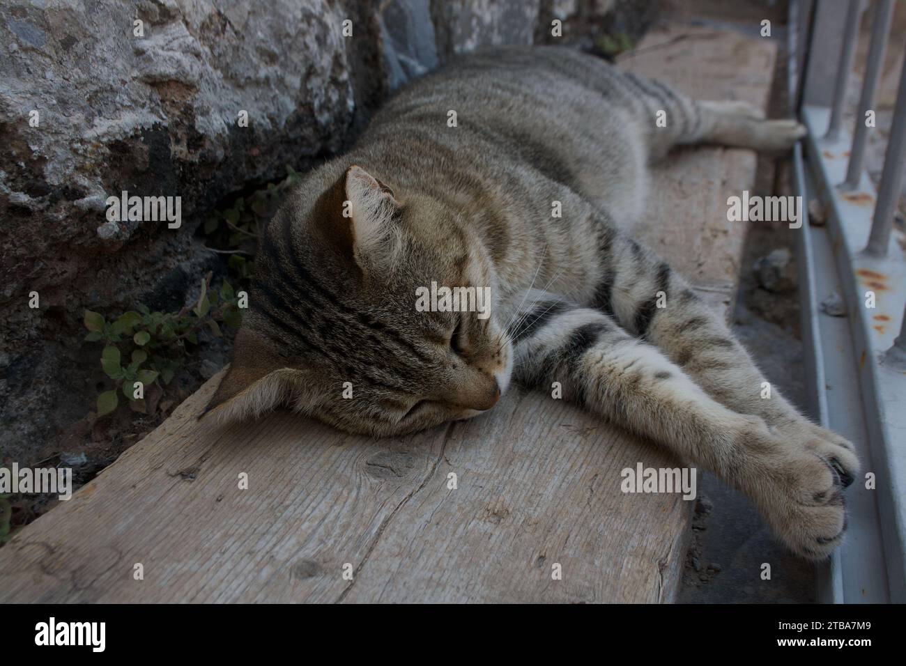 Gatto che dorme tra le rovine di Efeso, Turchia Foto Stock