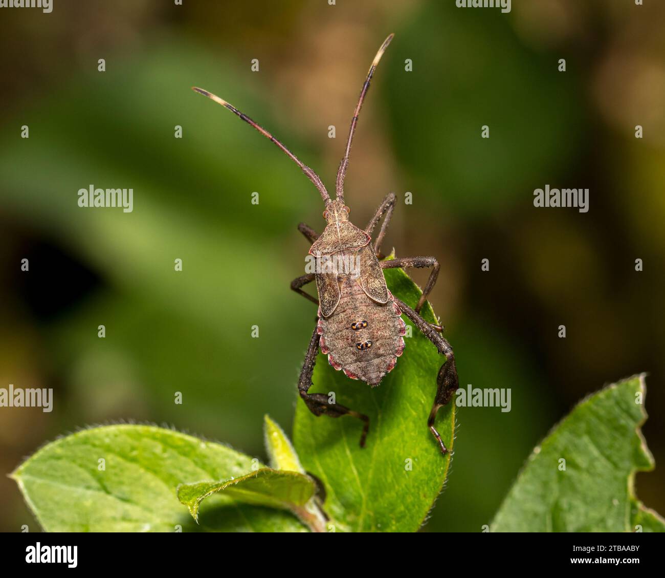 Insetto a piedi di foglie su foglia di piante di fiori selvatici. Conservazione degli insetti e della fauna selvatica, insetti benefici e giardino di fiori nel cortile. Foto Stock