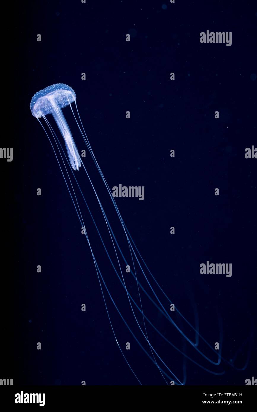 La medusa scifozoana, Pelagia sp. Soffri di verrugginità della campana e di un'ampia bocca sotto la campana, Yap, Stati Federati di Micronesia. Foto Stock