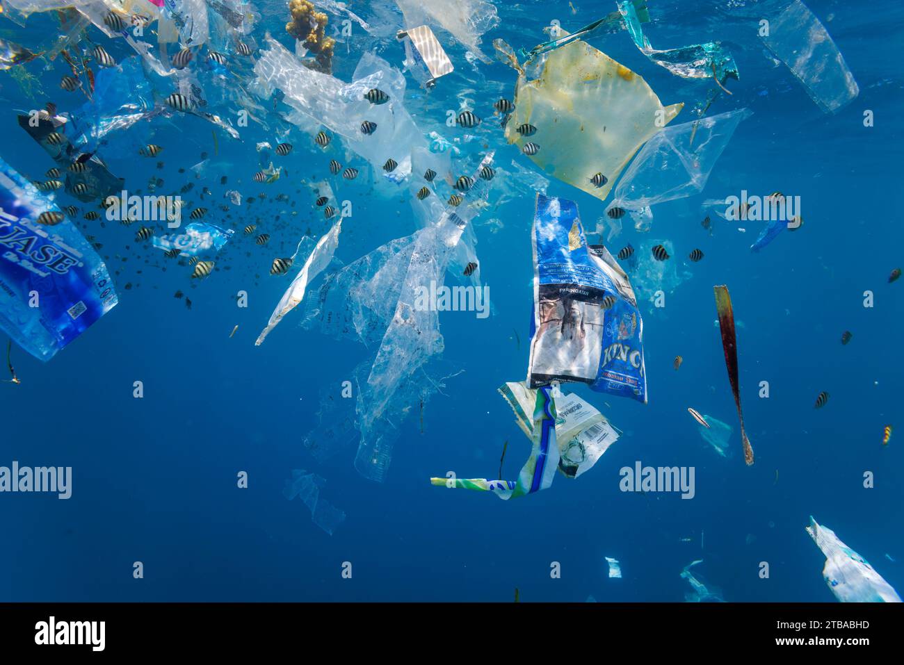 Scuola giovanile di damigelle sott'acqua intorno a sacchi di plastica e rifiuti di vario tipo in acqua blu al largo di Baucau, Repubblica democratica di Timor Est. Foto Stock
