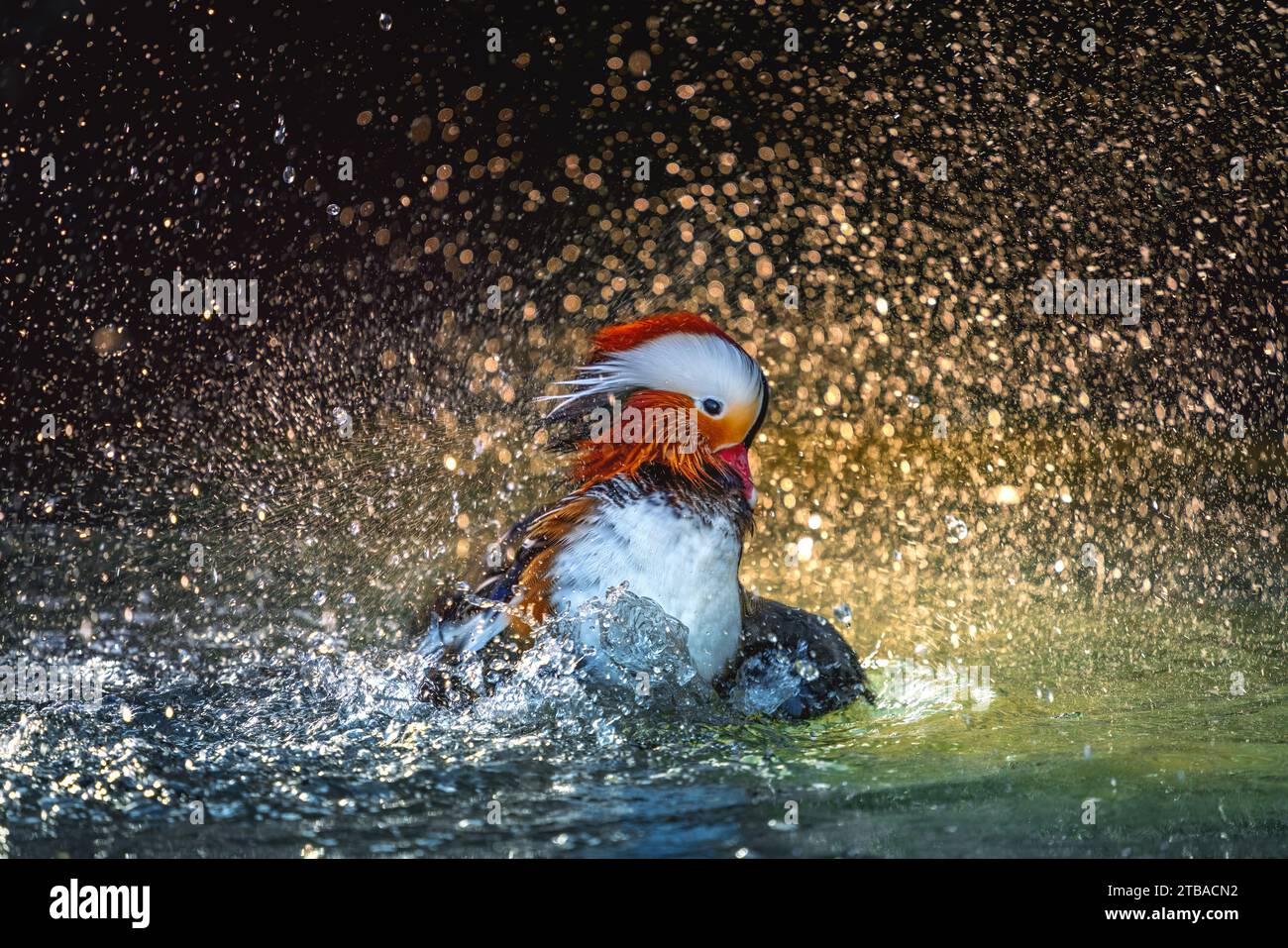 Mandarin Duck (Aix galericulata) su un lago con spruzzi d'acqua Foto Stock