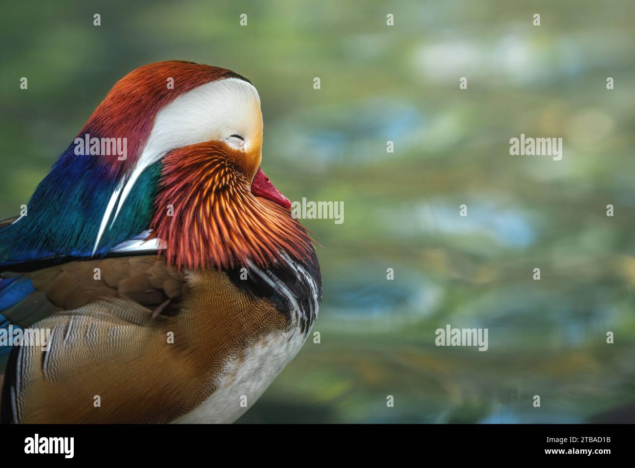 Anatra mandarino (Aix galericulata) con gli occhi chiusi Foto Stock