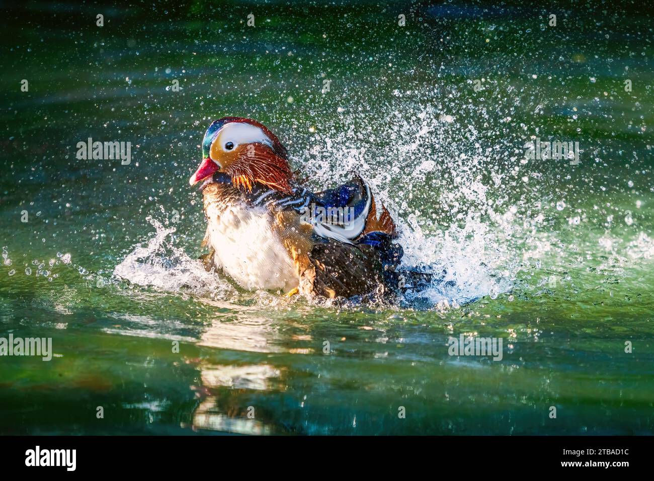Mandarin Duck (Aix galericulata) su un lago con spruzzi d'acqua Foto Stock