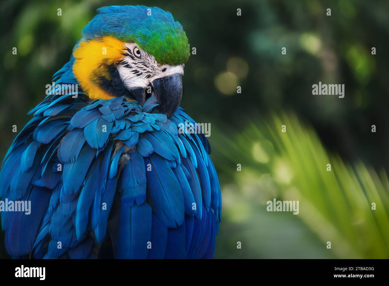 Blu e Giallo Macaw (Ara ararauna) Foto Stock