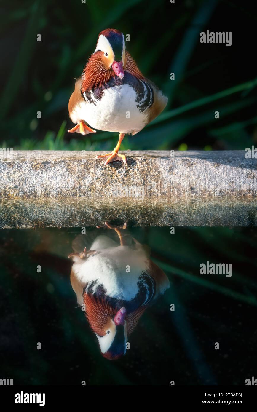 Anatra mandarina (Aix galericulata) in piedi in un piede con riflessi d'acqua Foto Stock