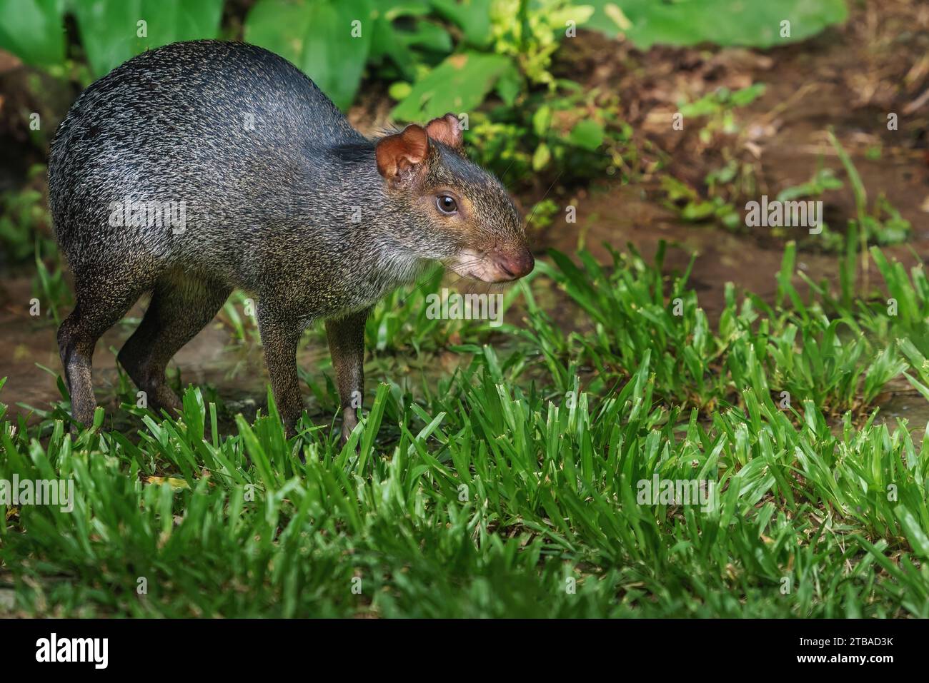 Agouti nero (Dasyprocta fuliginosa) - roditore sudamericano Foto Stock