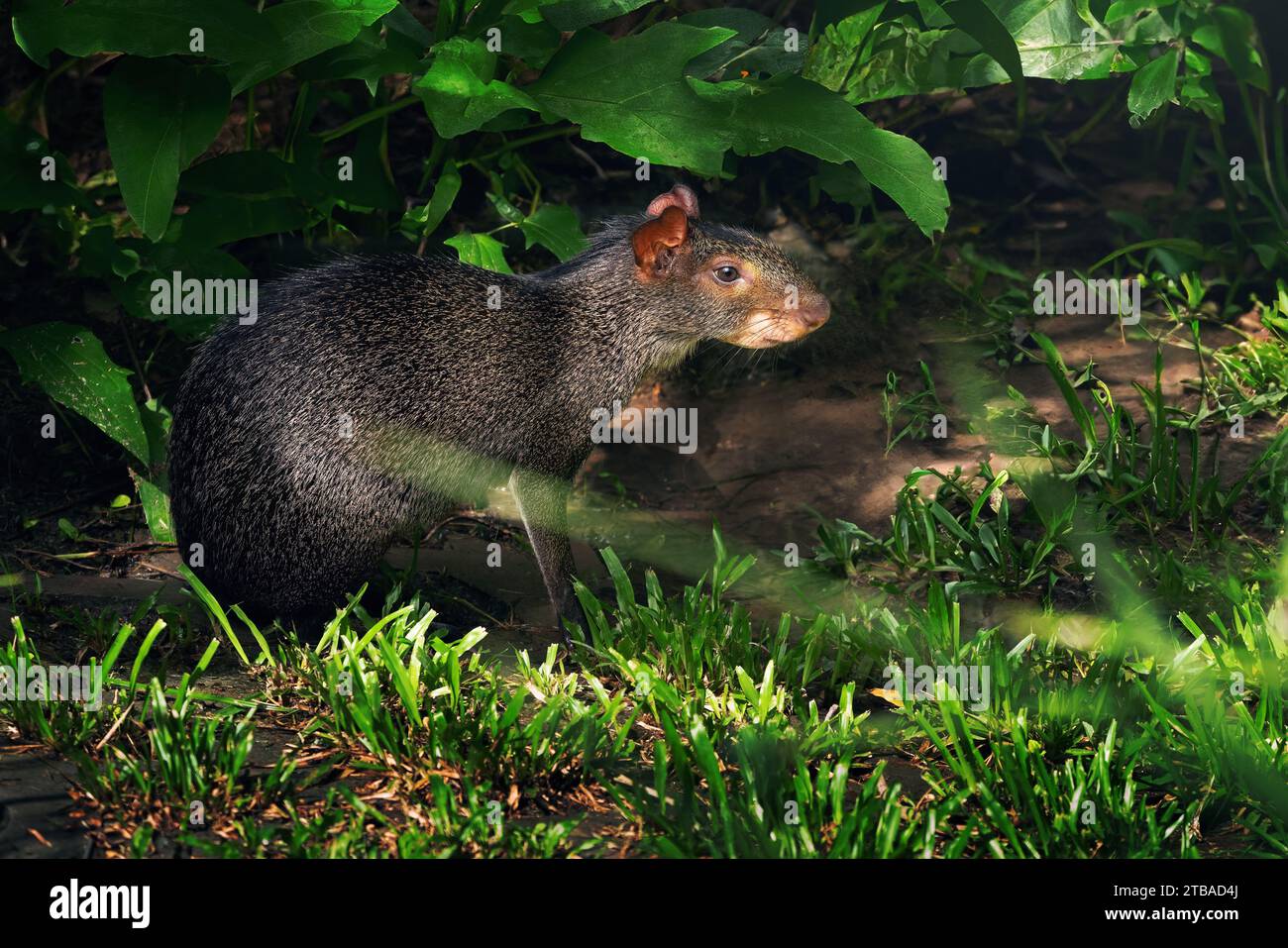 Agouti nero (Dasyprocta fuliginosa) - roditore sudamericano Foto Stock