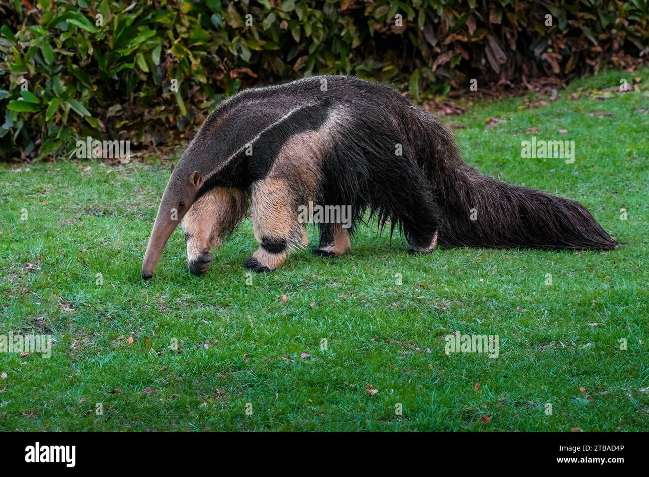 Bellissimo Anteater gigante (Myrmecophaga tridactyla) Foto Stock