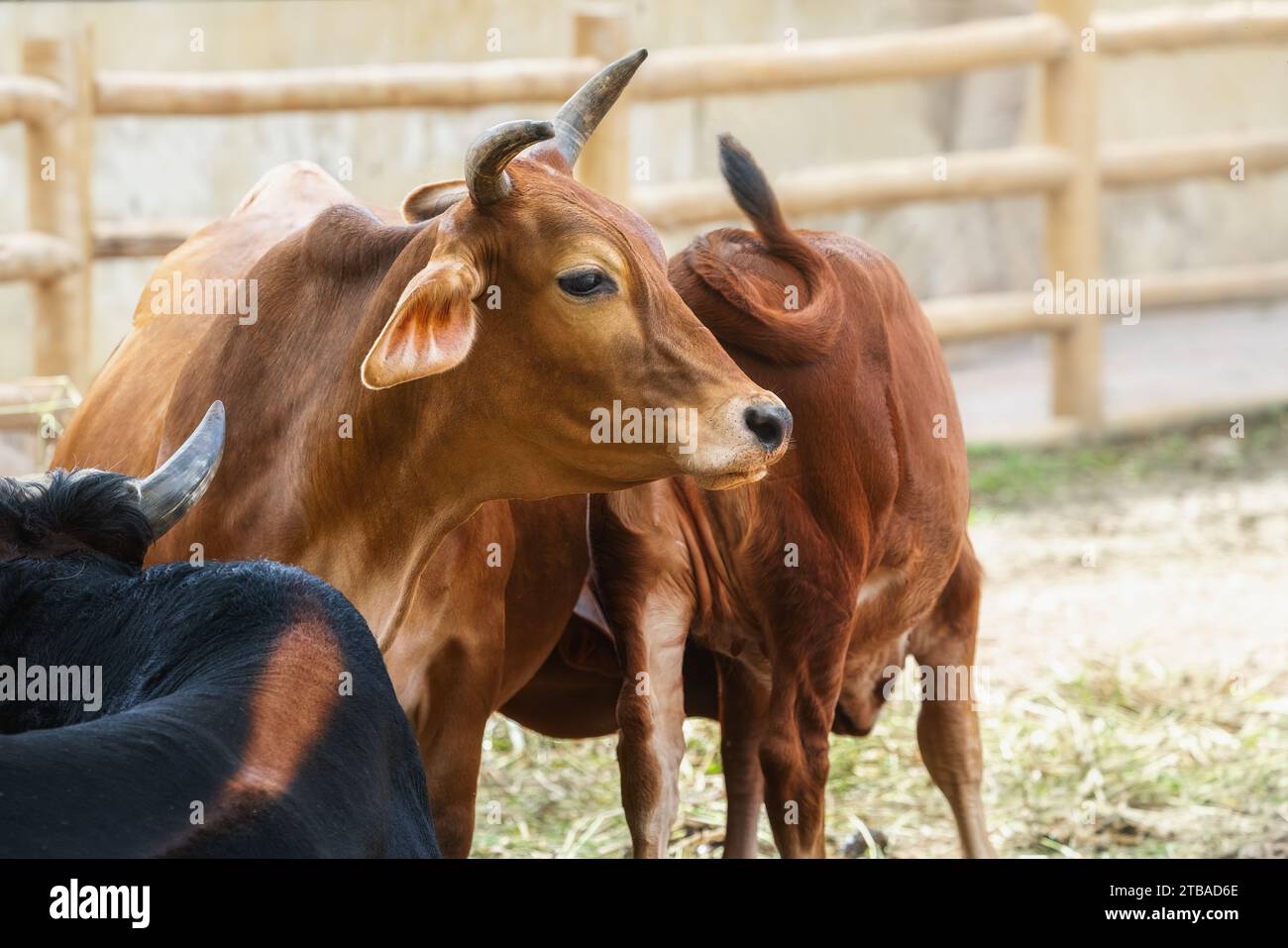 Testa di mucca con corna (Bos taurus) Foto Stock