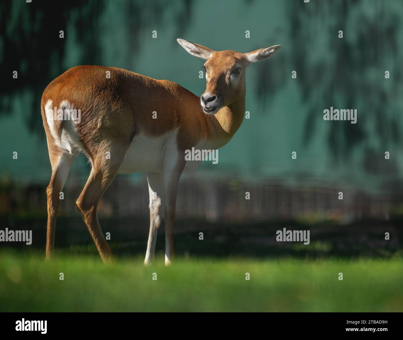Antilope nera femmina (antilope cervicapra) Foto Stock