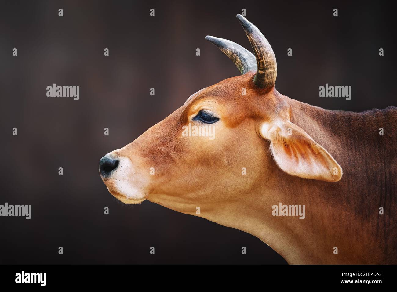 Testa di mucca con corna (Bos taurus) Foto Stock