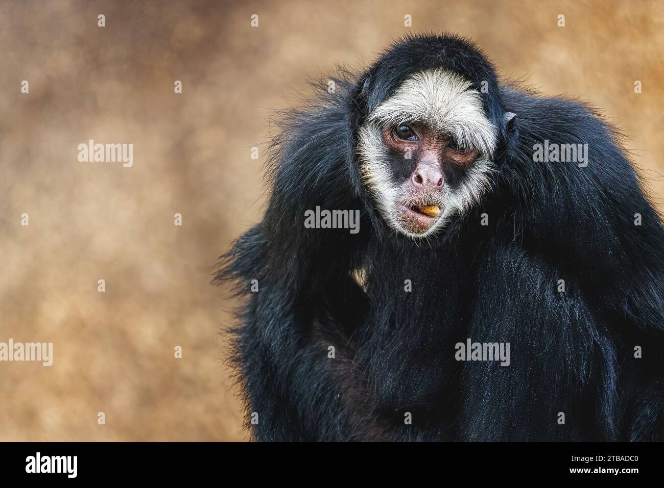 Ragni scimmia immagini e fotografie stock ad alta