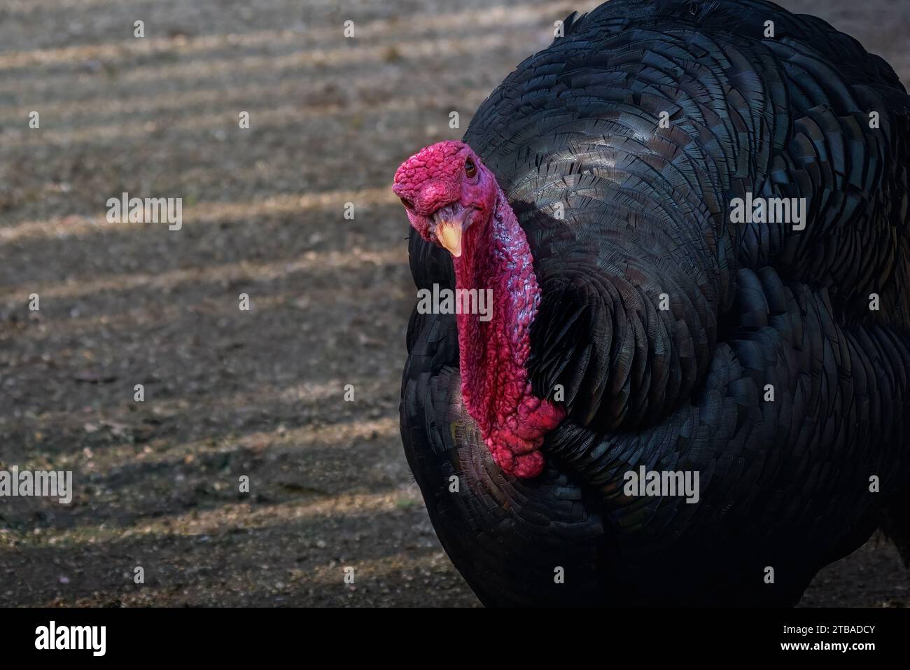 Nazionale Turchia (Meleagris gallopavo domesticus) Foto Stock