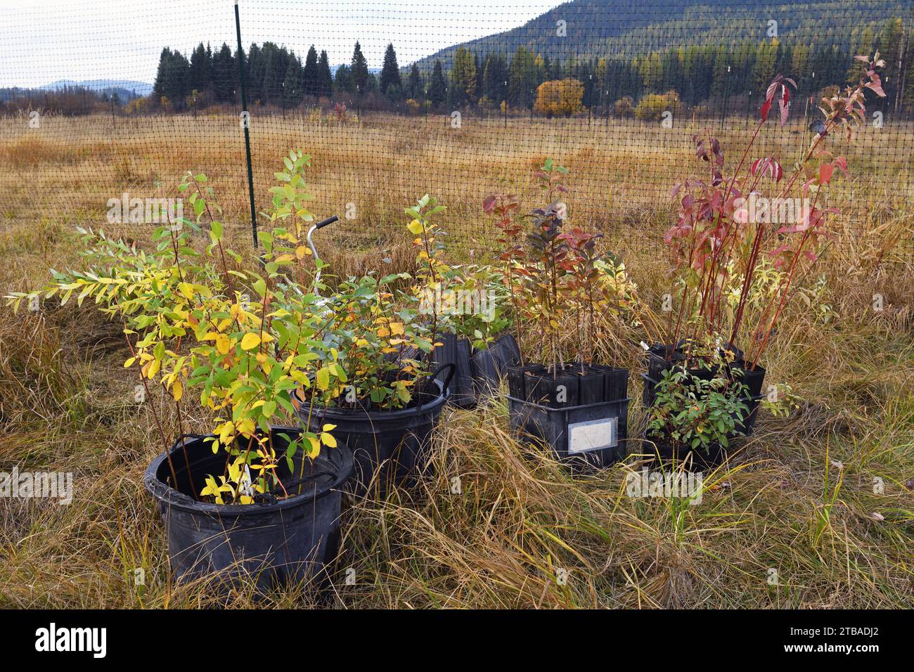 Piantagione di alberi da Forestoration presso la proprietà Vital Ground Broadie Habitat Preserve in autunno. Yaak Valley, Montana nordoccidentale. Foto Stock