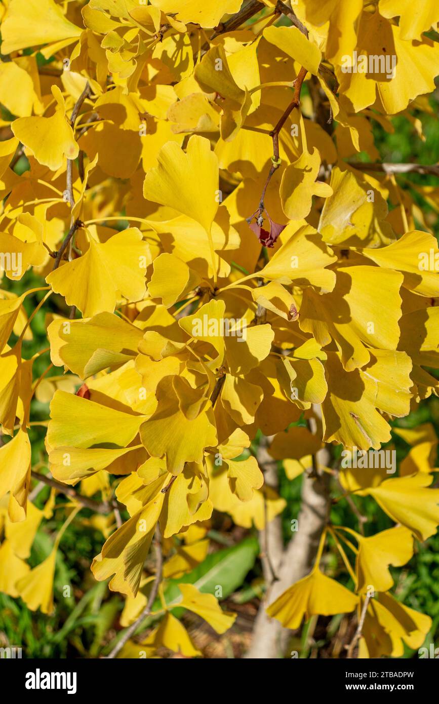 foglie gialle di ginkgo autunnale, ginkgo biloba, autunno brillante Foto Stock