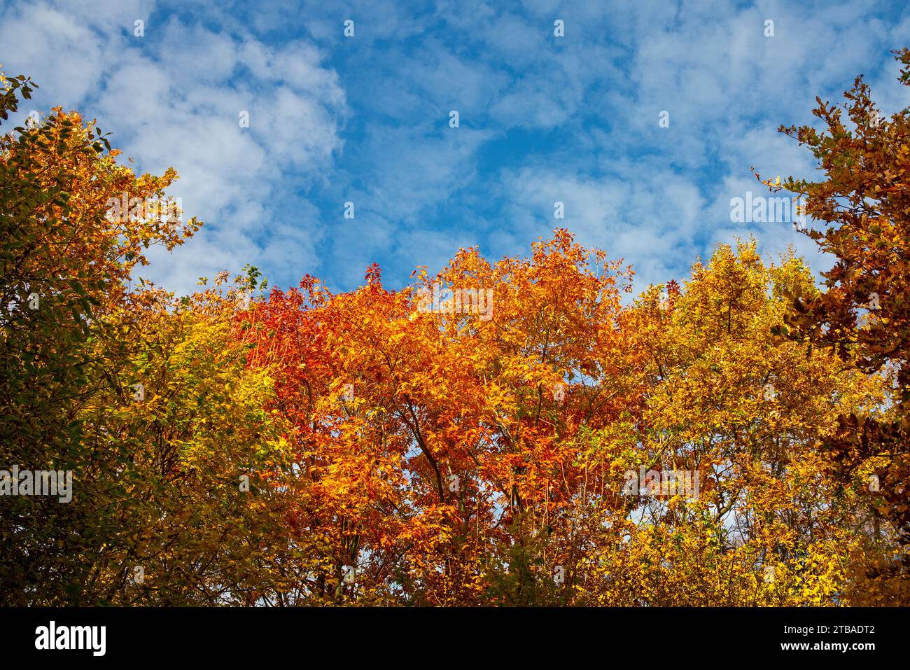 luminosa giornata autunnale, colorati alberi d'autunno, soleggiato scenario autunnale Foto Stock