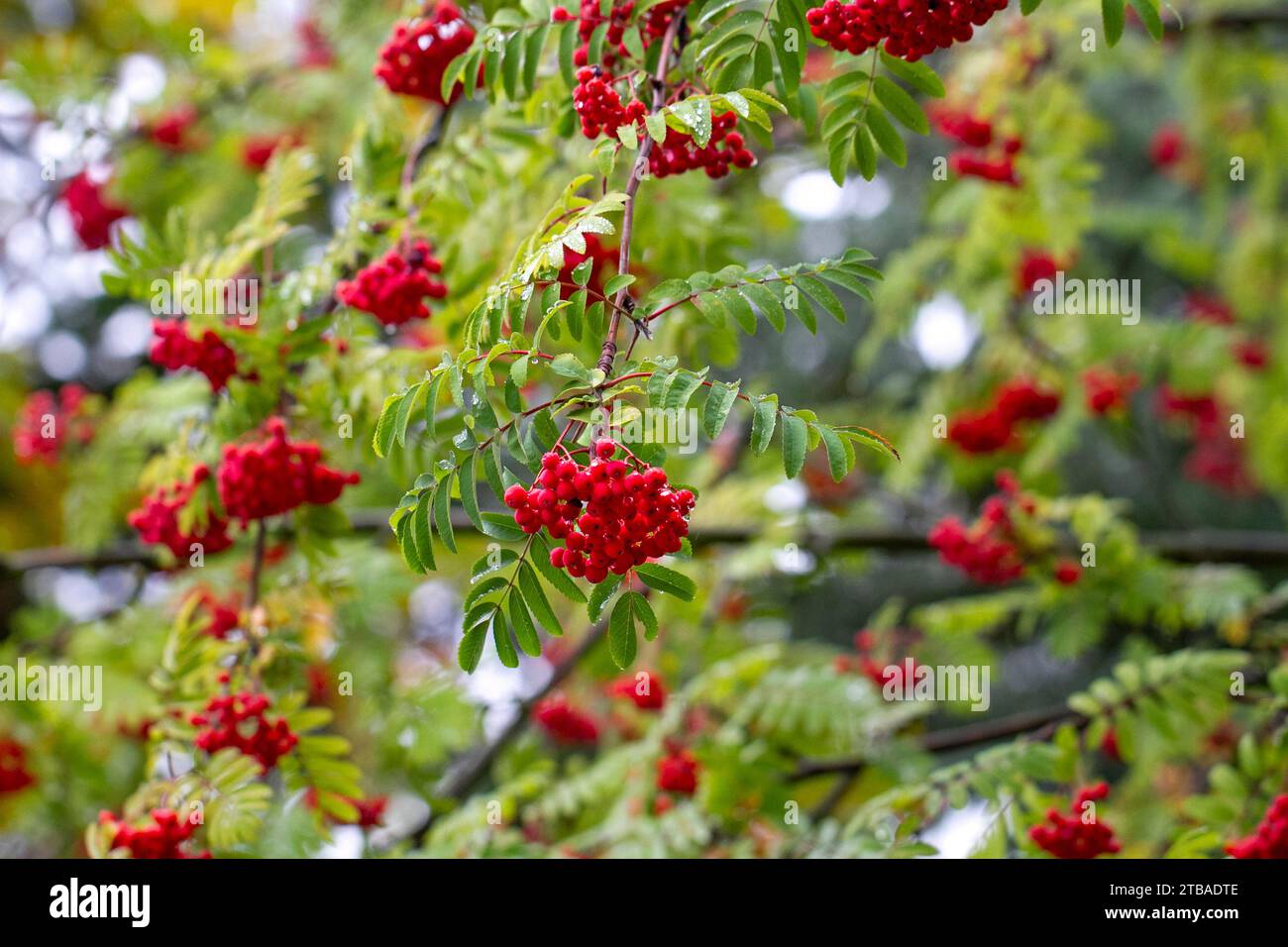 Autunno, bacca di rowan, gocce di pioggia sulle foglie di bacca di rowan, Sorbus aucuparia Foto Stock