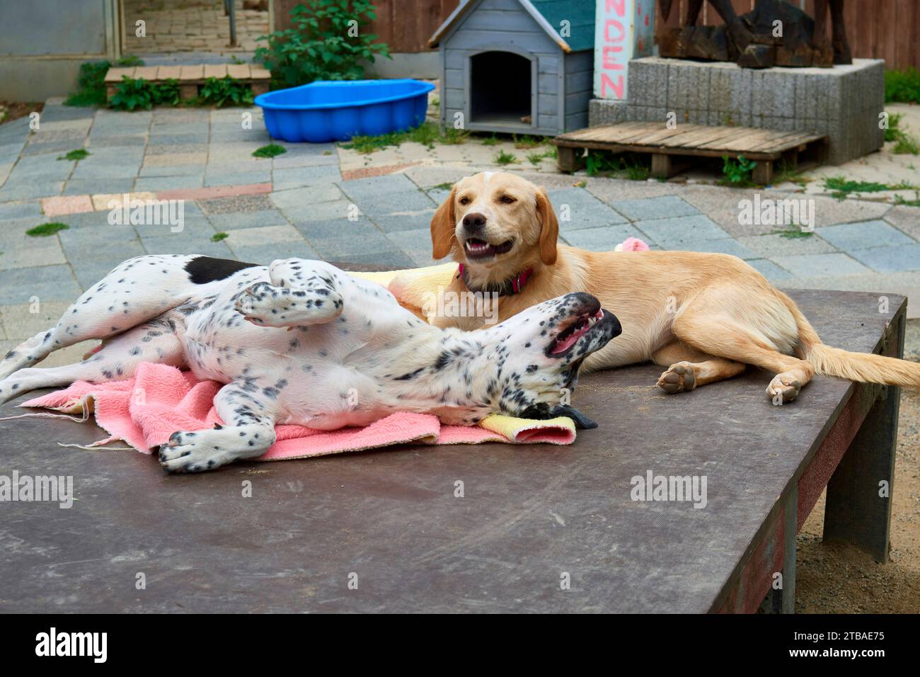 Cane domestico (Canis lupus F. familiaris), due cani sdraiati su una piattaforma nel rifugio per animali, Germania Foto Stock