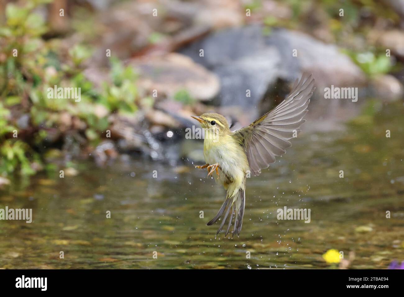 Parula di salice (Phylloscopus trochilus), partendo da un corso d'acqua, vista laterale, Germania, Meclemburgo-Pomerania occidentale Foto Stock