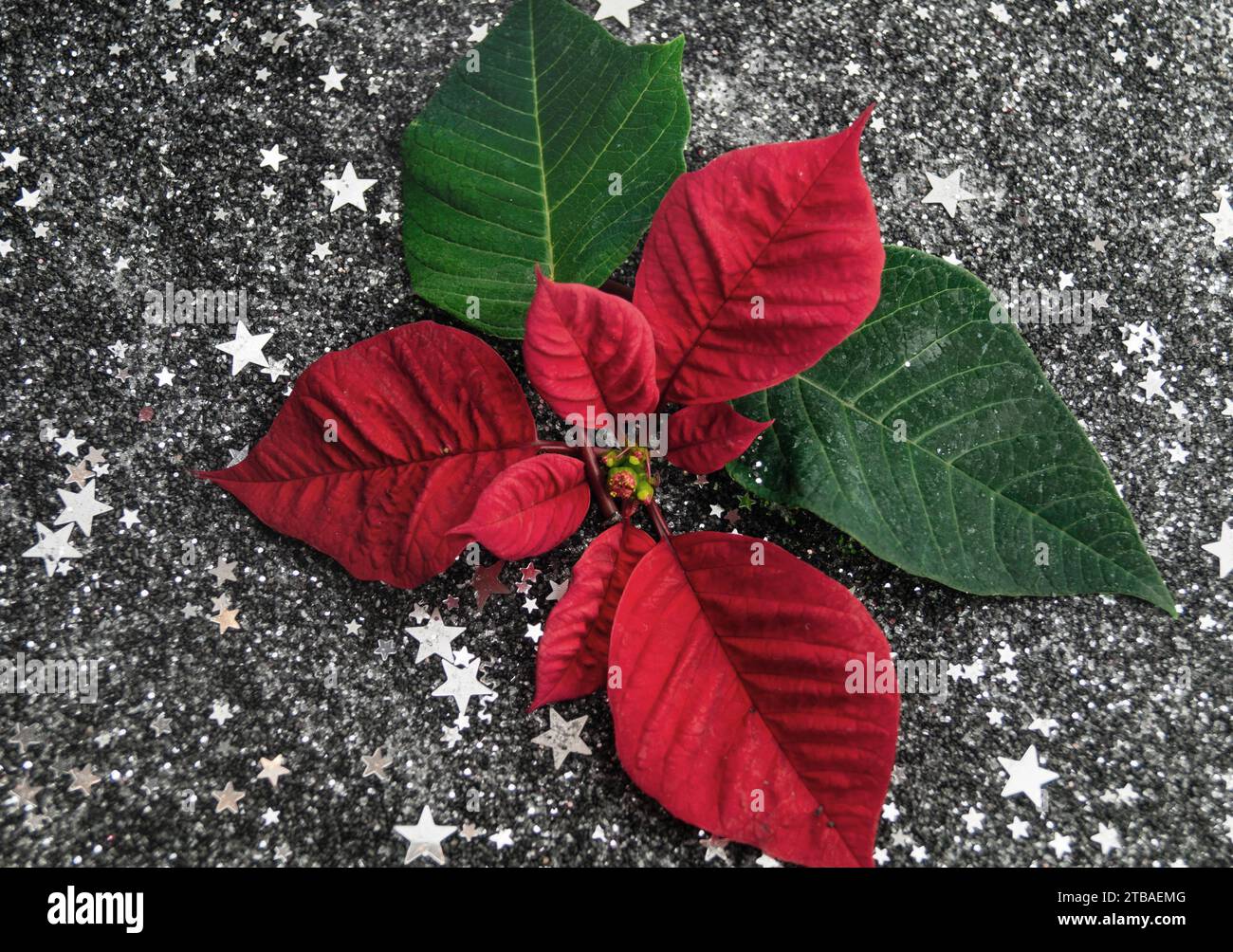 poinsettia (Euphorbia pulcherrima), ponsettia in fiore su stelle d'argento Foto Stock