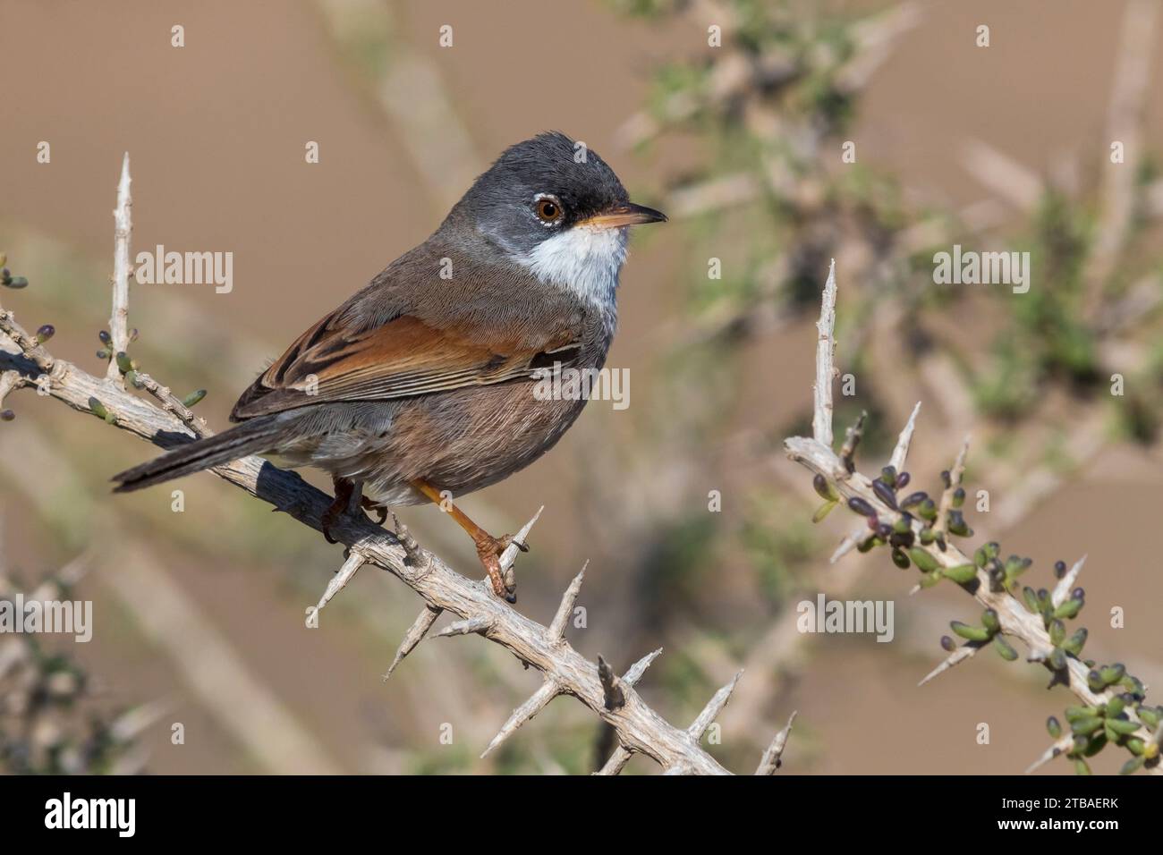 Parula spettrale (Sylvia conspicillata), arroccata maschile su un ramo d'India, vista laterale, Isole Canarie, Fuerteventura, Tindaya, Puerto del Rosario Foto Stock