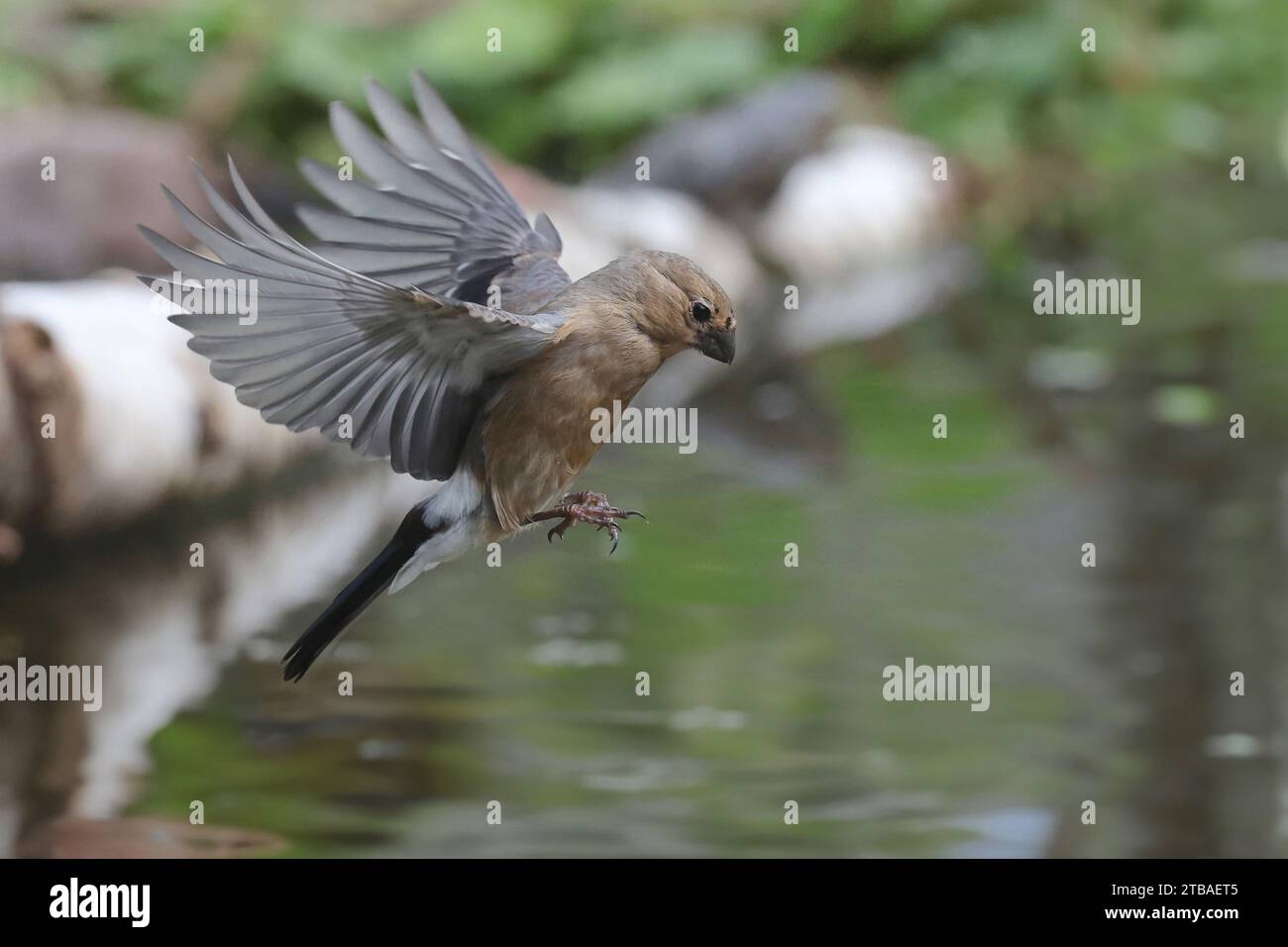 bullfinch, bullfinch eurasiatico, bullfinch settentrionale (Pyrrhula pyrrrhula), sbarco di giovani sul litorale, Germania, Meclemburgo-Pomerania occidentale Foto Stock