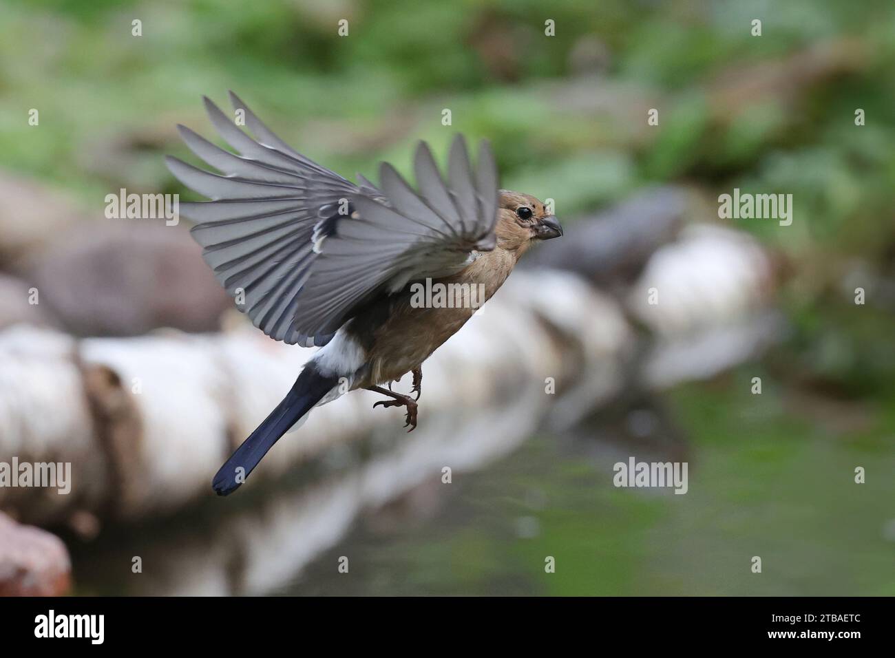 bullfinch, bullfinch eurasiatico, bullfinch settentrionale (Pyrrhula pyrrrhula), sbarco di giovani sul litorale, Germania, Meclemburgo-Pomerania occidentale Foto Stock