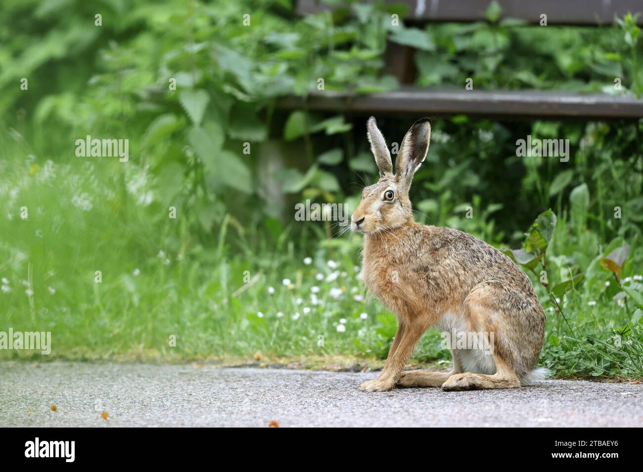 Lepre europea, lepre marrone (Lepus europaeus), seduto su un sentiero asfaltato di fronte a una panchina, vista laterale, Germania, Meclemburgo-Pomerania occidentale Foto Stock