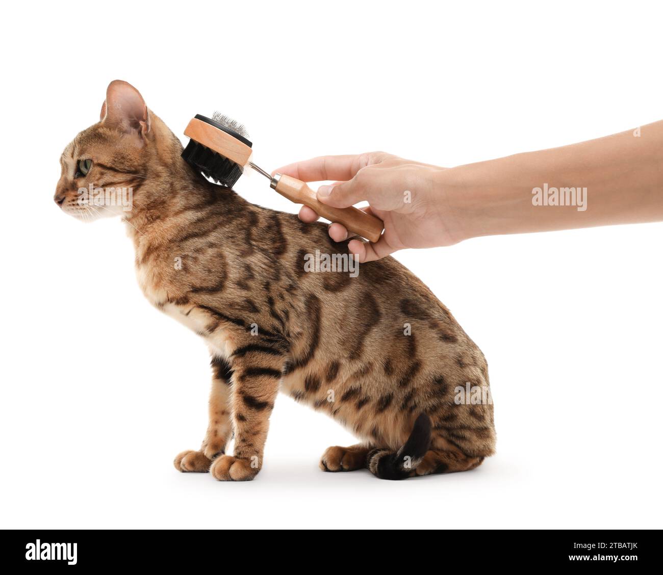 Donna che spazzolano lo sfondo bianco del gatto bengala, primo piano Foto Stock