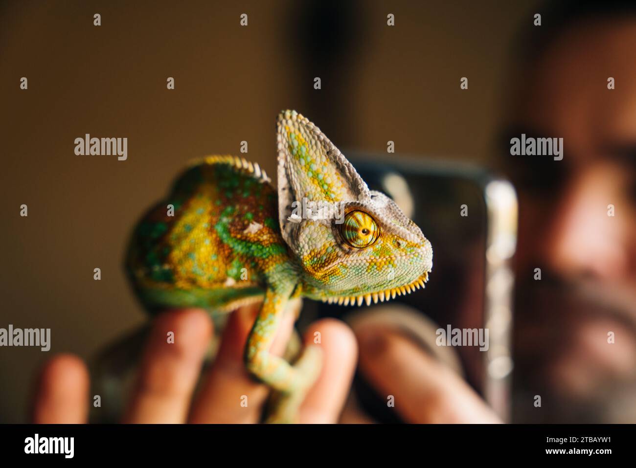 Primo piano di Chameleon. Multicolor bello Chameleon primo piano rettile con pelle colorata brillante sulla mano. Foto di alta qualità Foto Stock