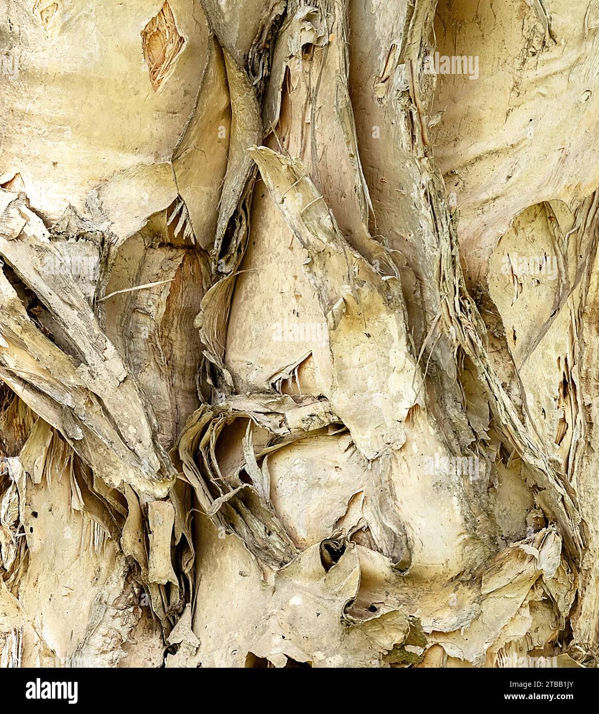 Albero di corteccia di colore chiaro, struttura naturale e sfondo. Foto Stock