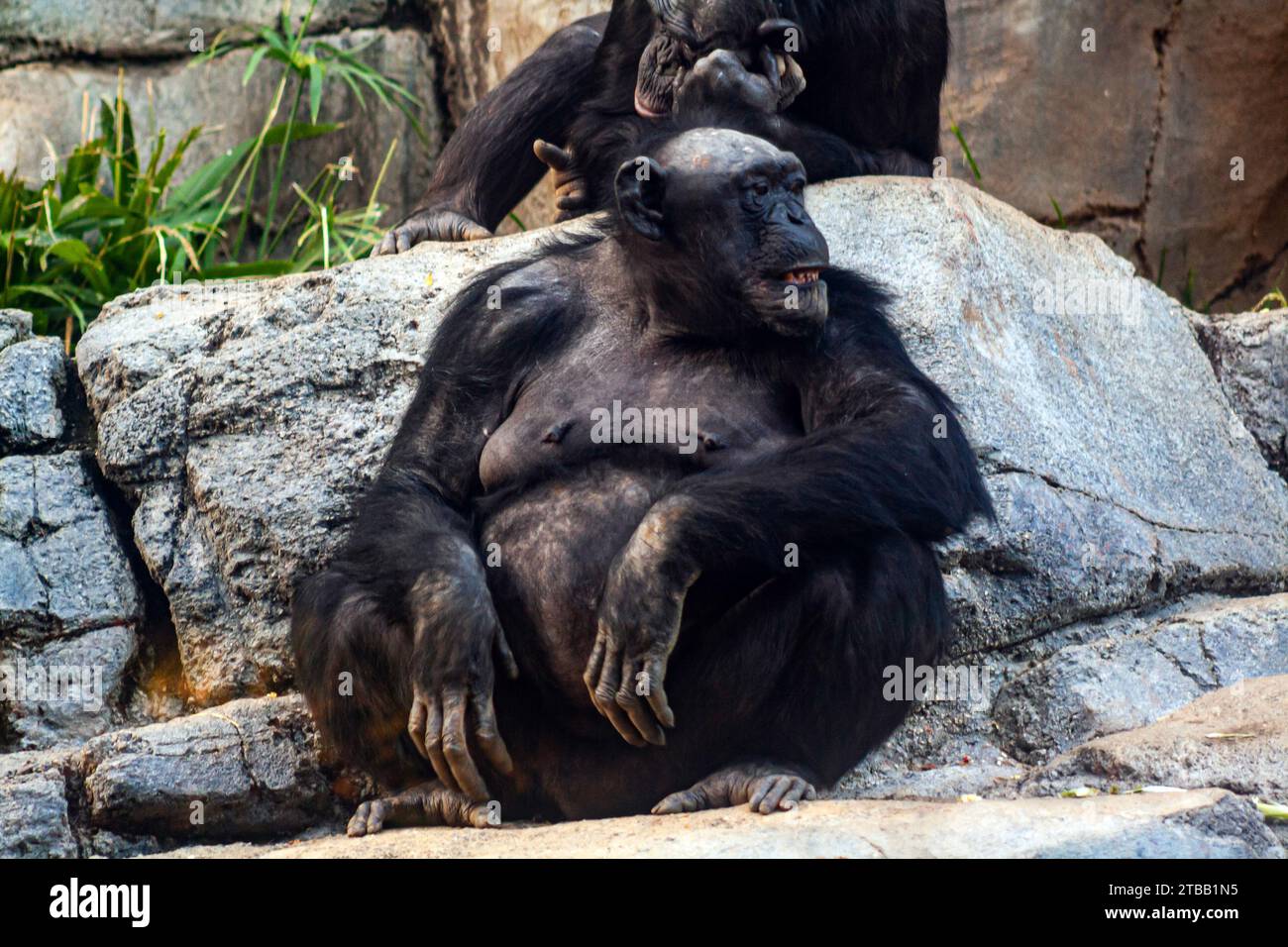 Un vecchio scimpanzé, Pan troglodytes Foto Stock