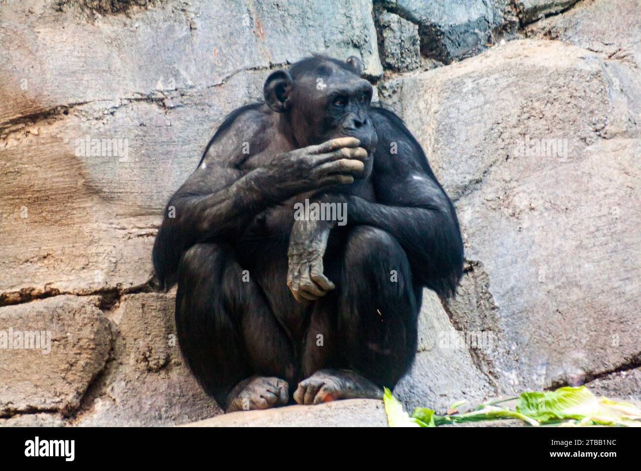 Scimpanzé, Pan troglodytes Foto Stock
