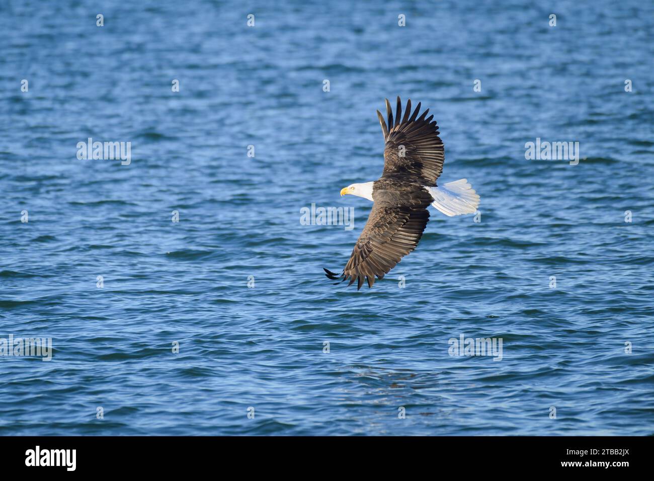 Aquila calva per adulti con testa bianca che gira con ali estese sull'acqua blu Foto Stock