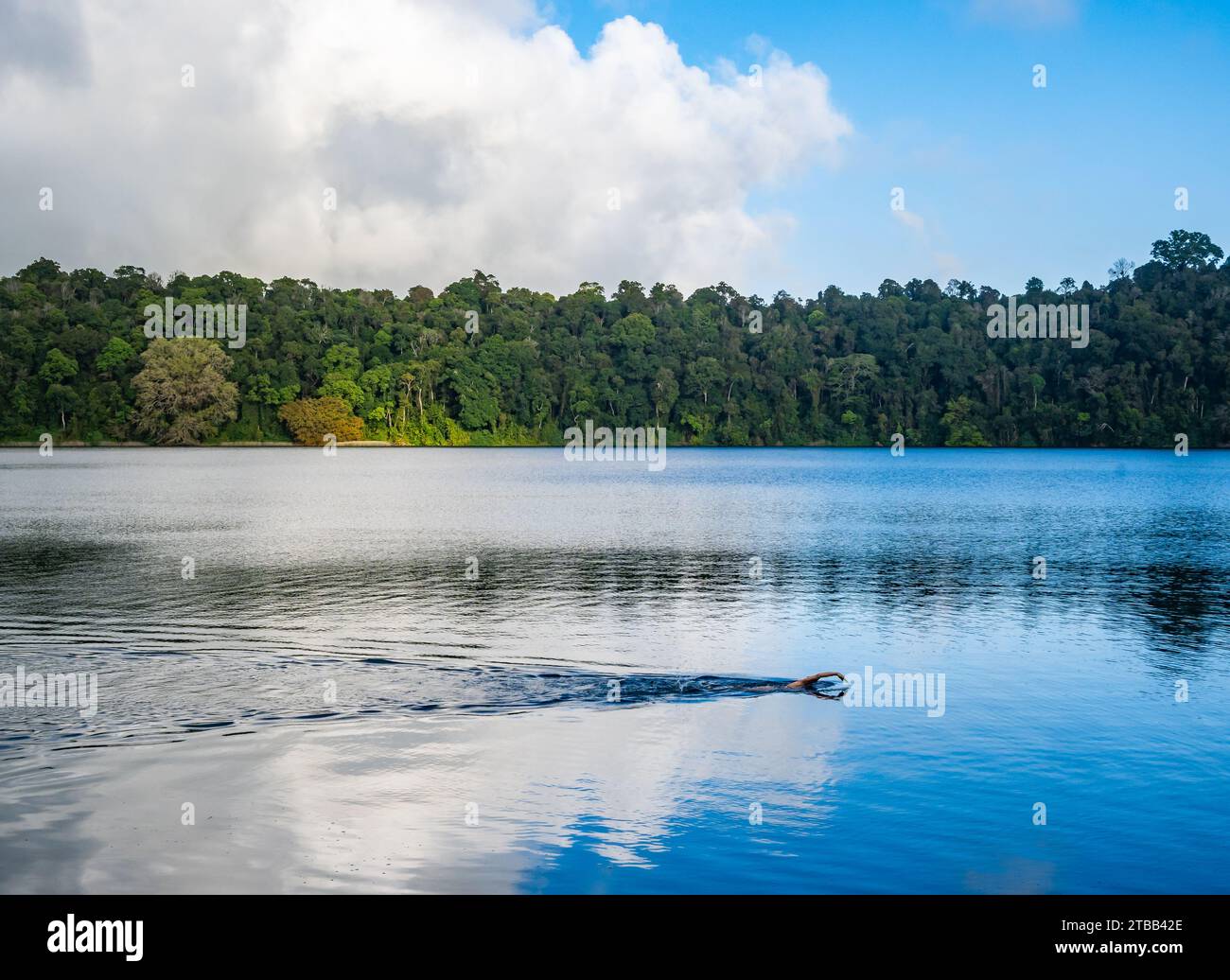 Un nuotatore in un lago calmo. Queensland, Australia. Foto Stock