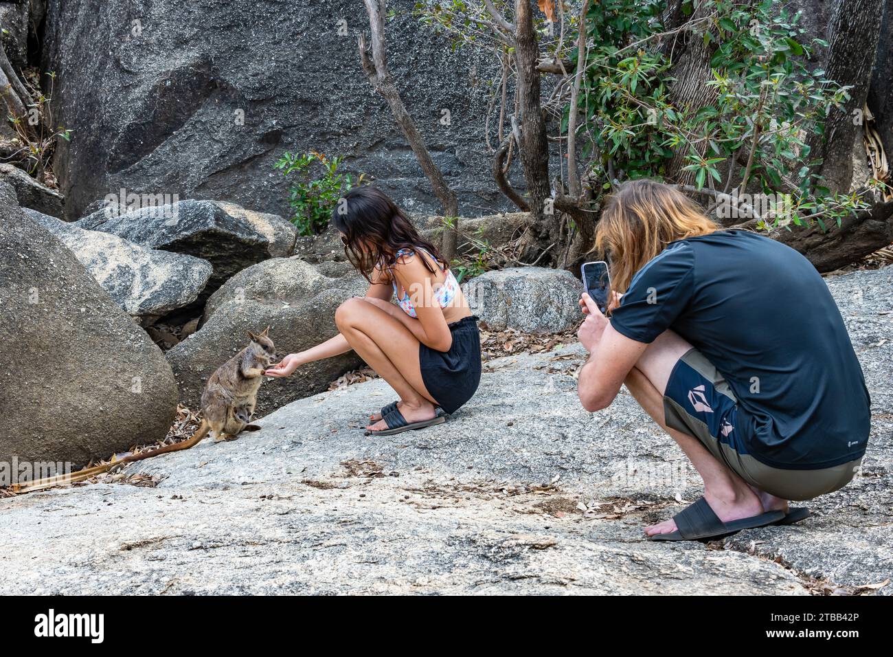 Un uomo che fotografa una giovane donna che dà da mangiare a un wallaby di roccia di Mareeba (Petrogale mareeba) in una riserva naturale. Queensland, Australia. Foto Stock
