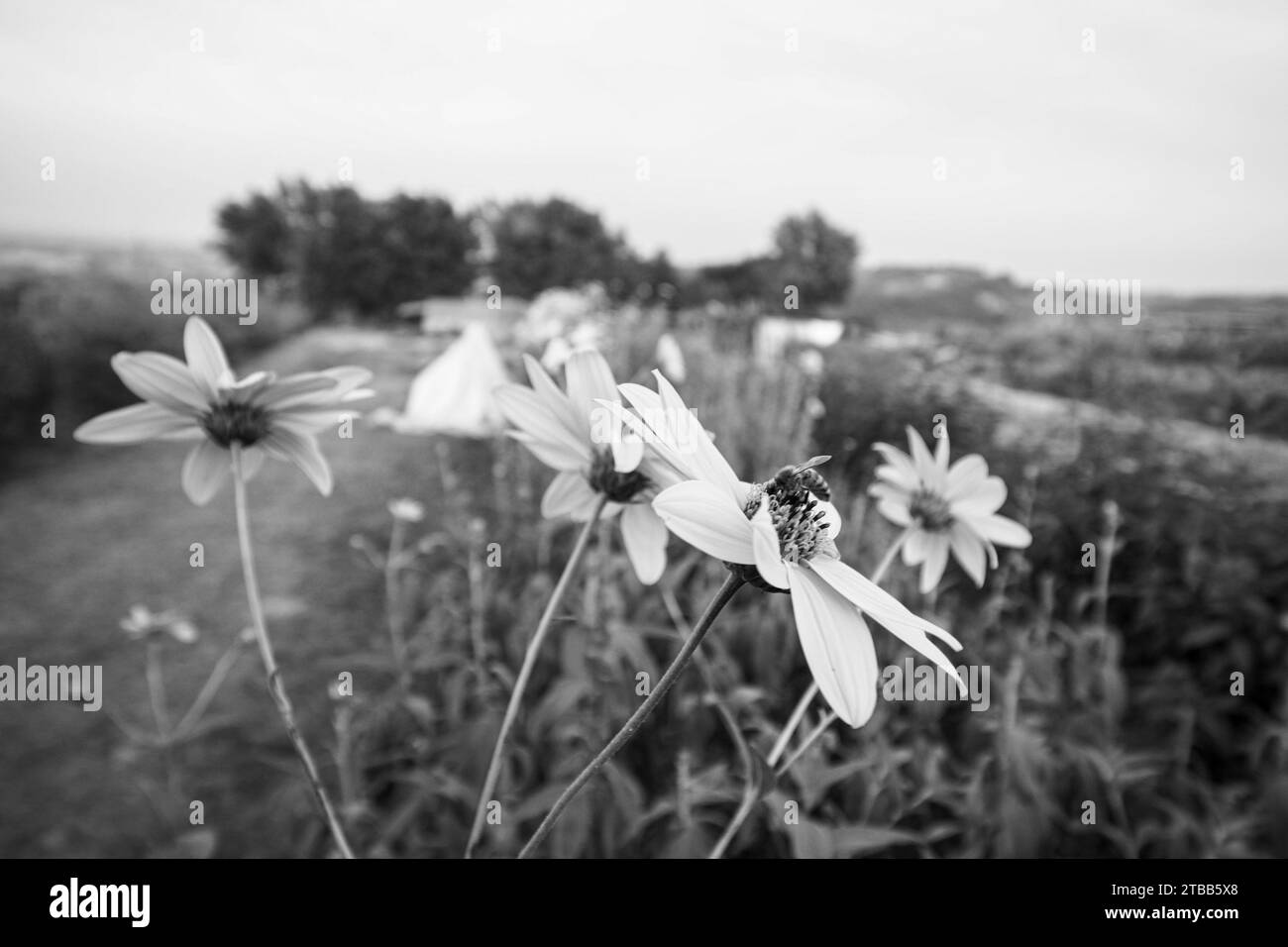 colture organiche di topinambur e fiori gialli impollinati dalle api nell'immagine ad alta risoluzione dell'orto Foto Stock