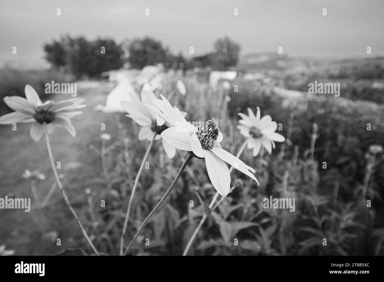colture organiche di topinambur e fiori gialli impollinati dalle api nell'immagine ad alta risoluzione dell'orto Foto Stock