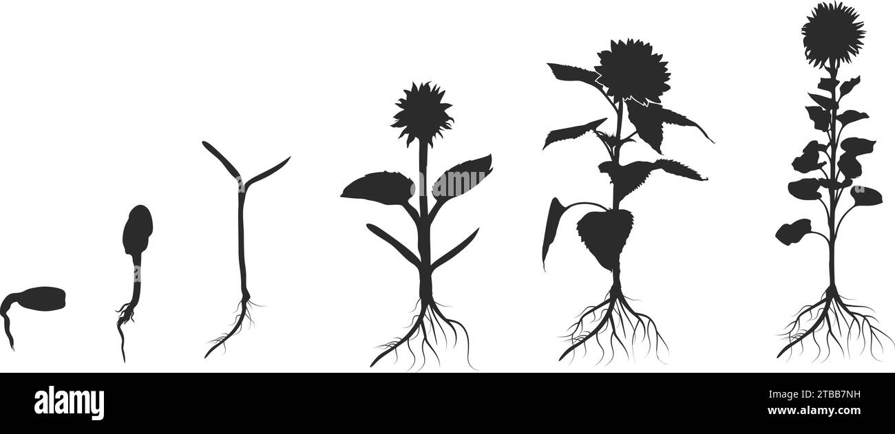 Ciclo di vita della silhouette di girasole, silhouette di crescita piante, silhouette di coltivazione di girasole, infografica sulla coltivazione di semi, coltivazione di girasole. Illustrazione Vettoriale