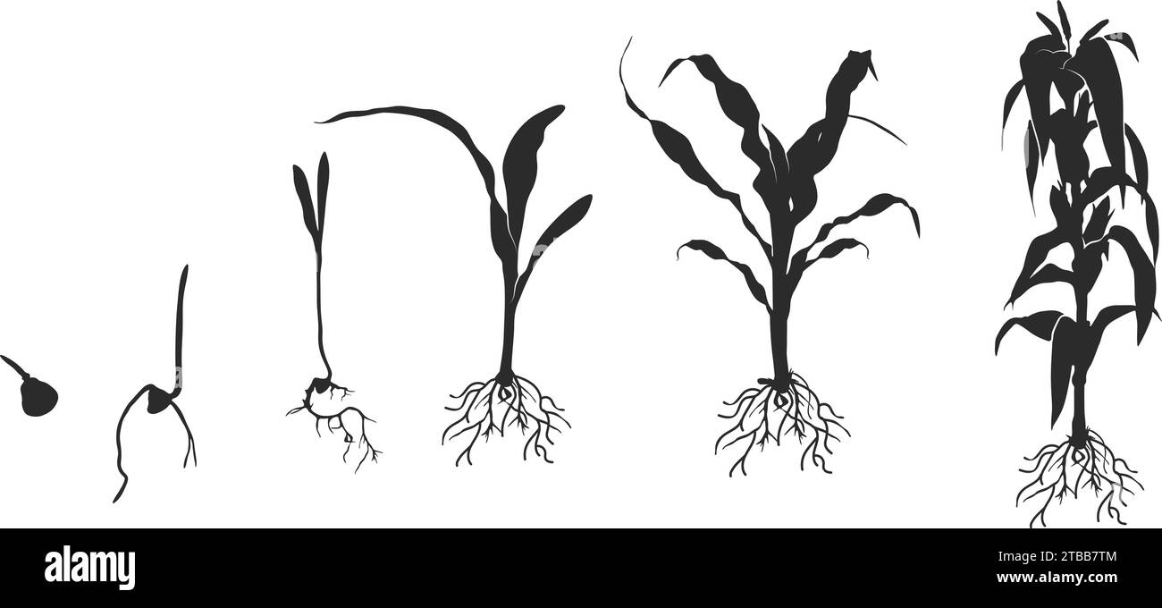 Ciclo di vita della silhouette della pianta di mais (mais), ciclo di crescita della silhouette nera di mais, silhouette del ciclo di vita del mais, silhouette per la coltivazione dei semi di mais Illustrazione Vettoriale
