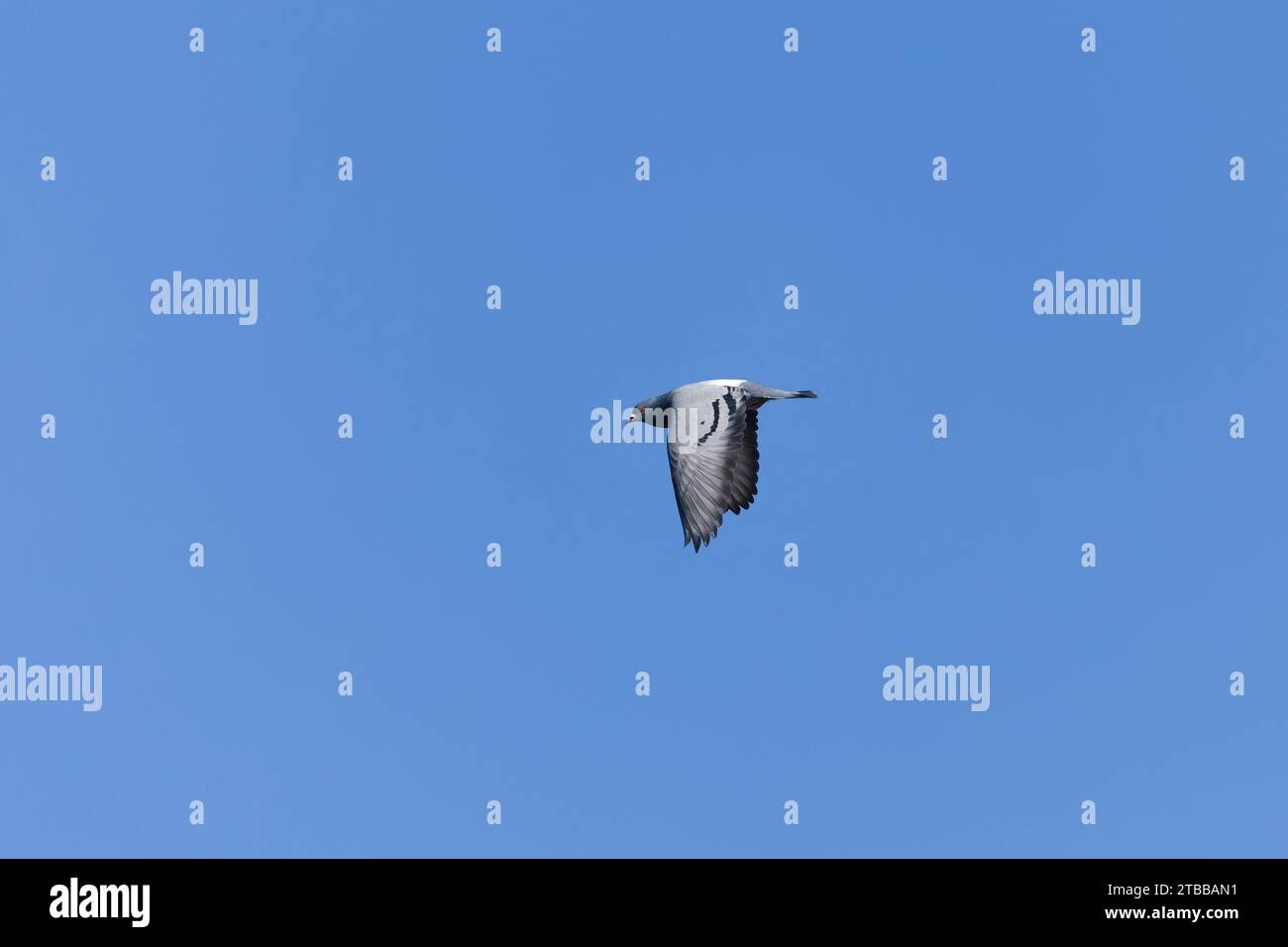 Piccione Feral Columba livia domestica, adulti che volano, Toledo, Spagna, novembre Foto Stock