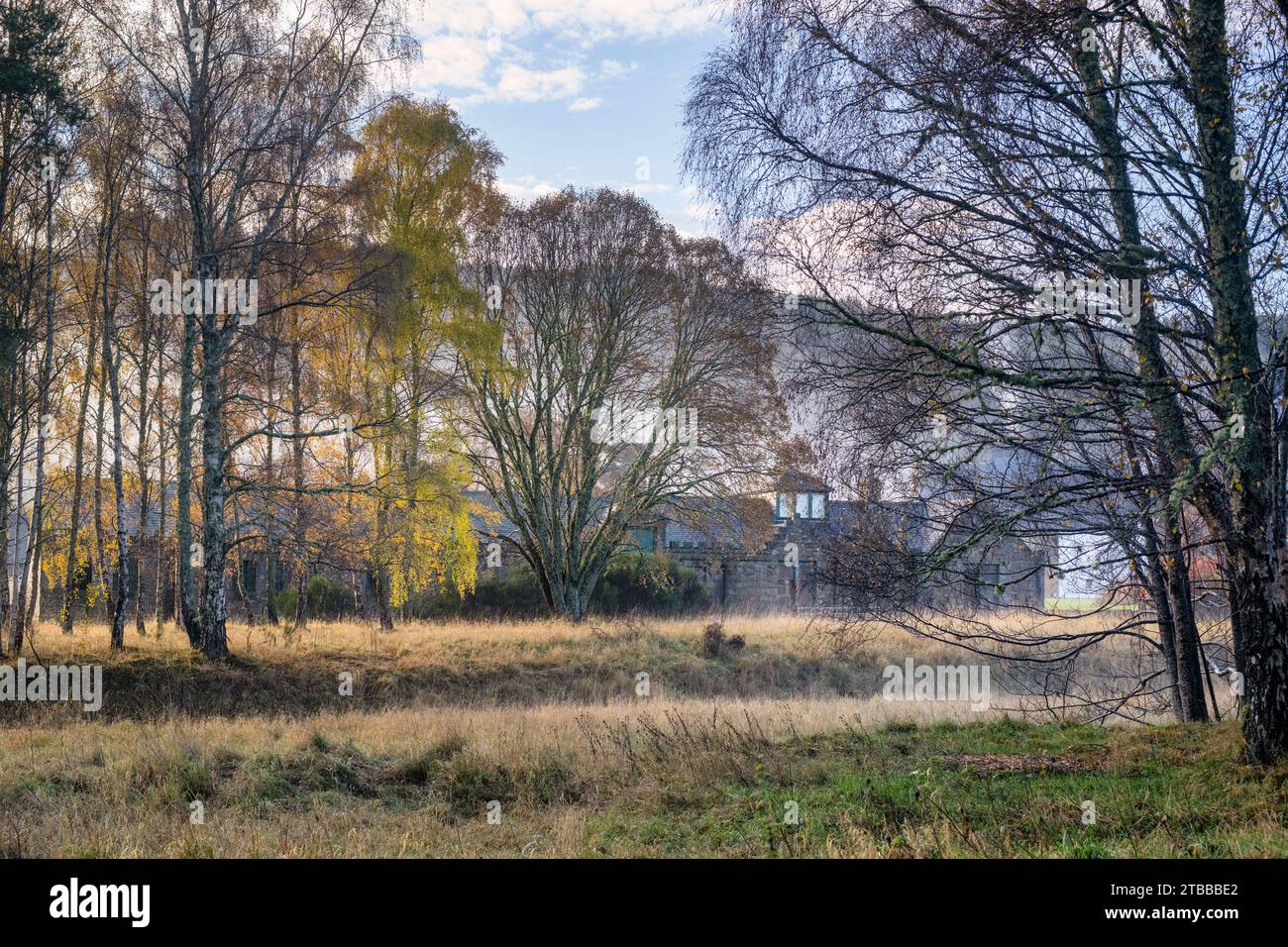 Betula pendula. Alberi di betulla d'argento di fronte alla distilleria Dalmunach in inverno. Carron, Moray, Scozia Foto Stock