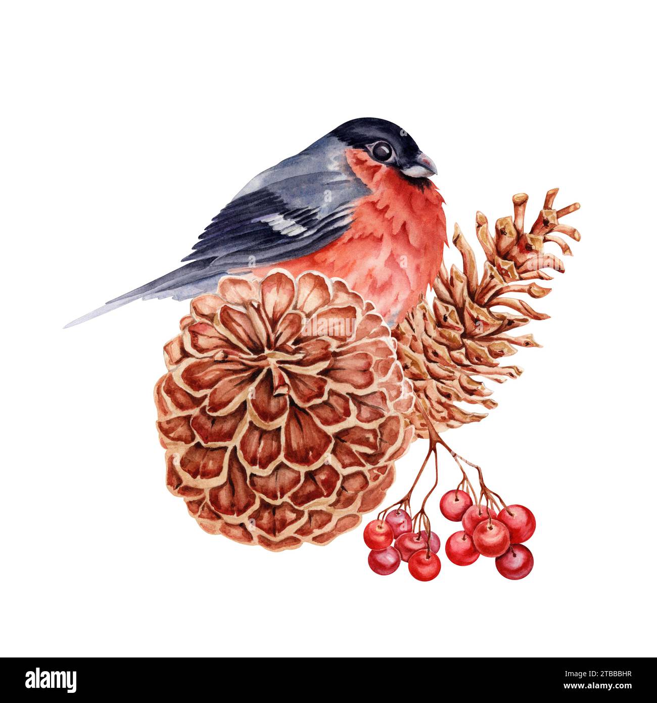 Composizione natalizia con uccellino rosso arroccato su coni di pino con un ramo di bacche di rowan. Illustrazione acquerello isolata Foto Stock