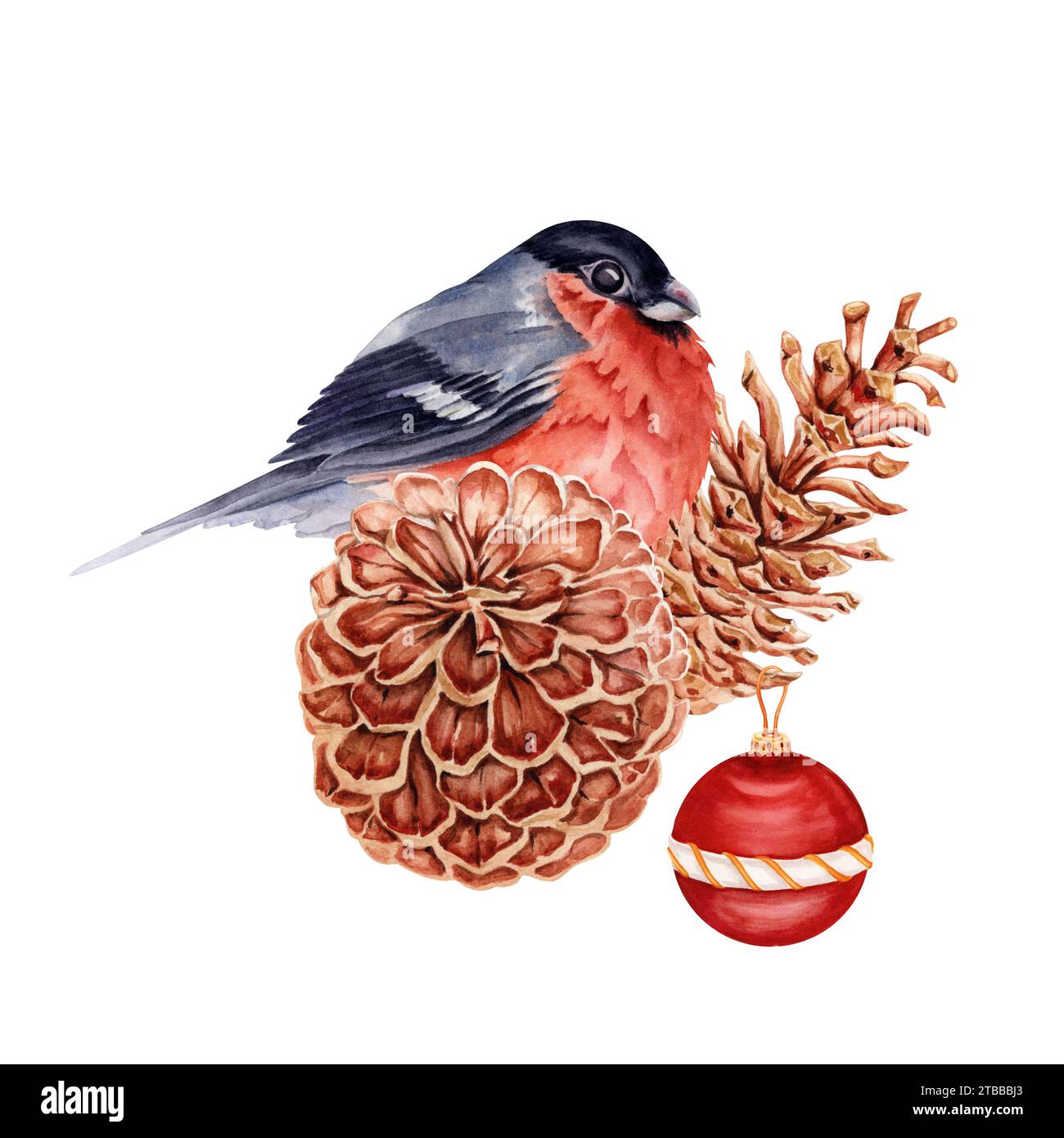 Composizione natalizia con uccellino rosso arroccato su coni di pino decorato con un bauble. Illustrazione ad acquerello disegnata a mano isolata Foto Stock