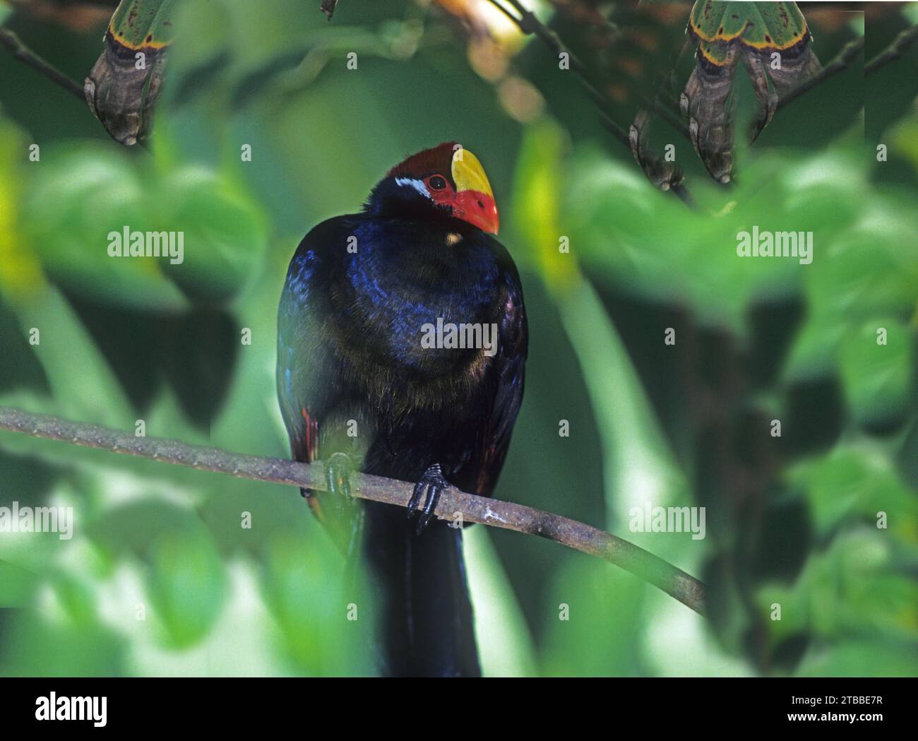 Violet turaco, noto anche come il mangiatore di plantain violaceo (Tauraco violaceus) Foto Stock