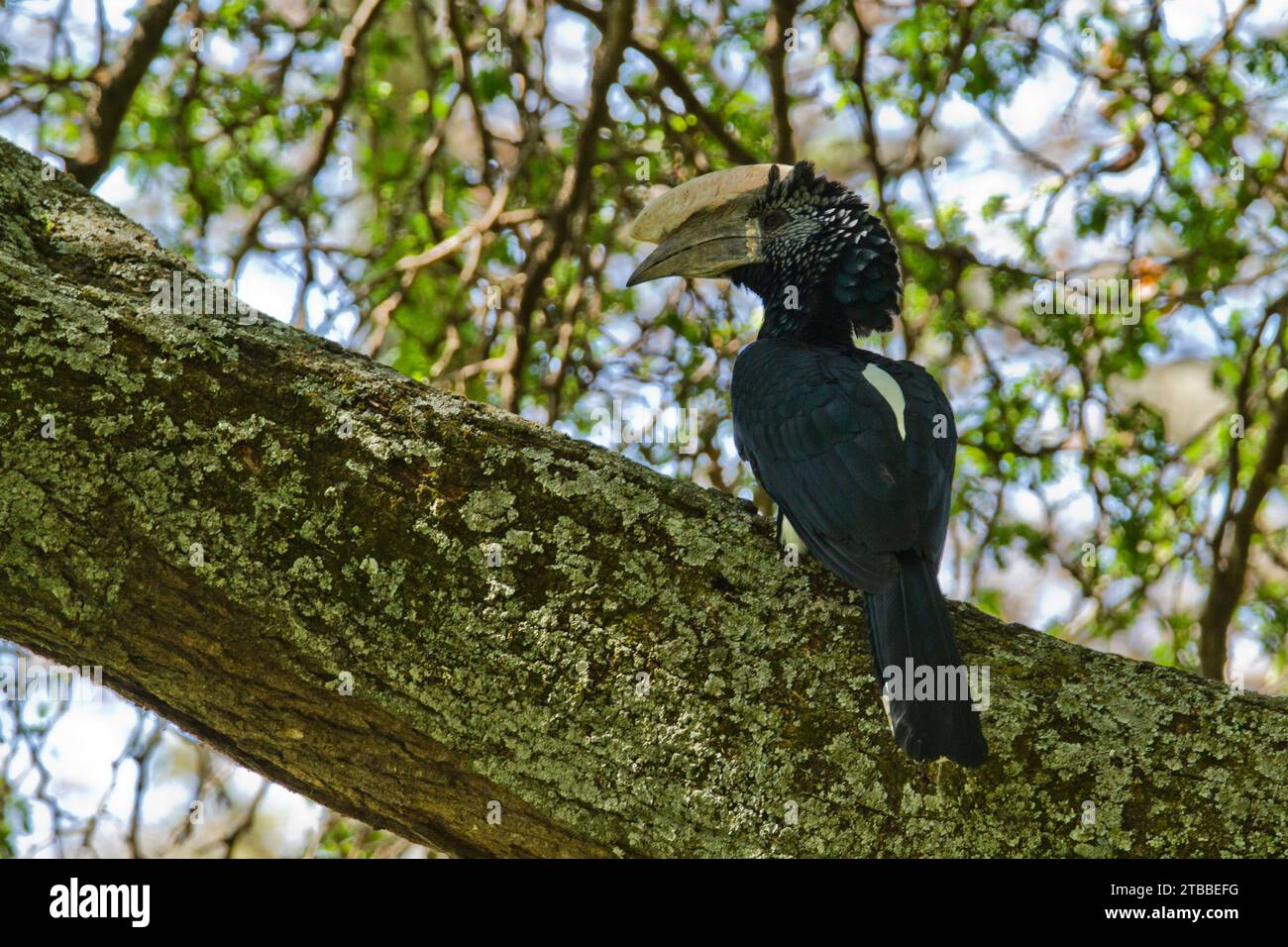 Hornbill Bycanistes brevis dalla bocca argentata Foto Stock