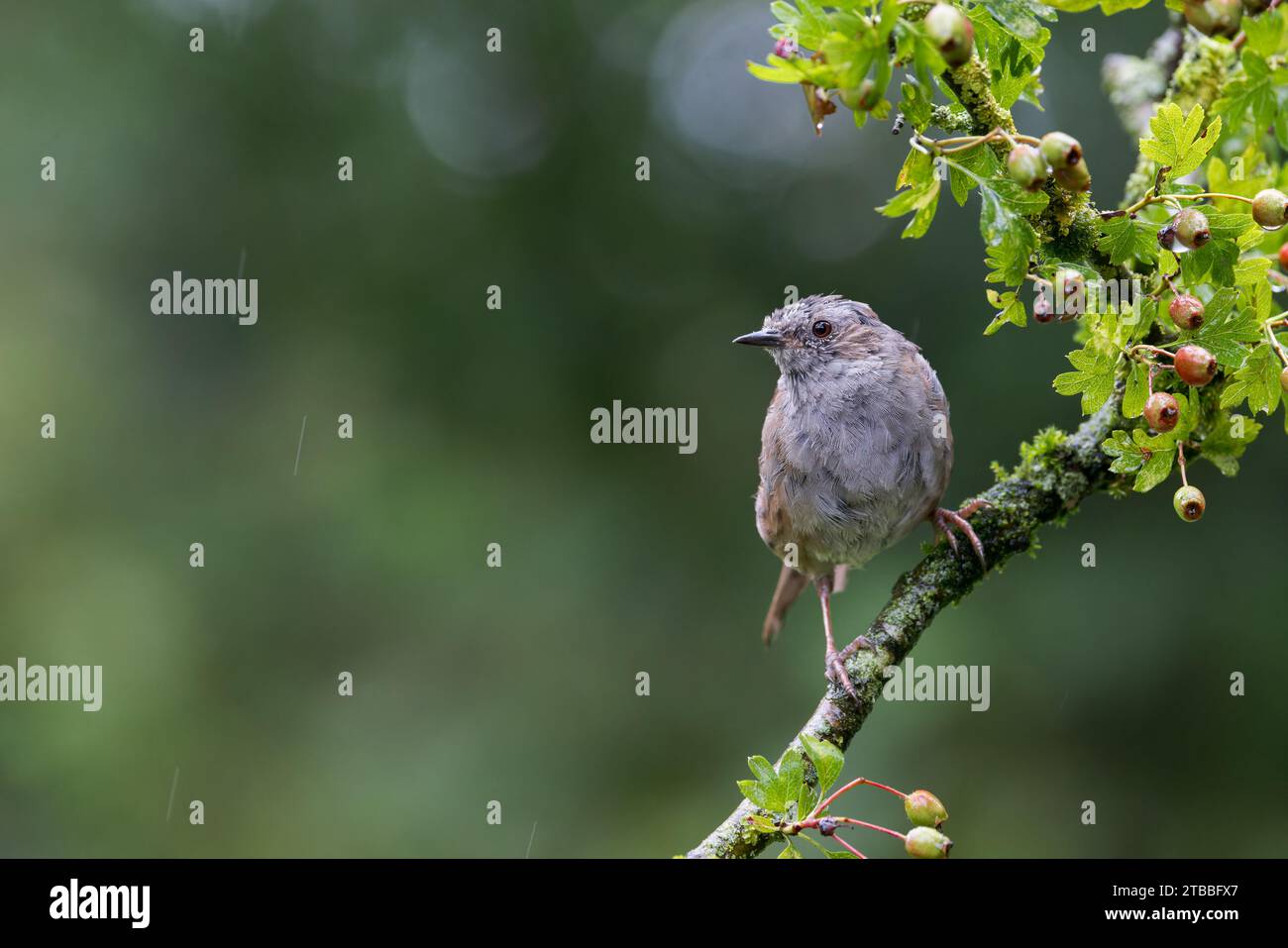 Dunnock [ Prunella modularis ] sul ramo di biancospino con bacche e bokeh fuori fuoco in background Foto Stock