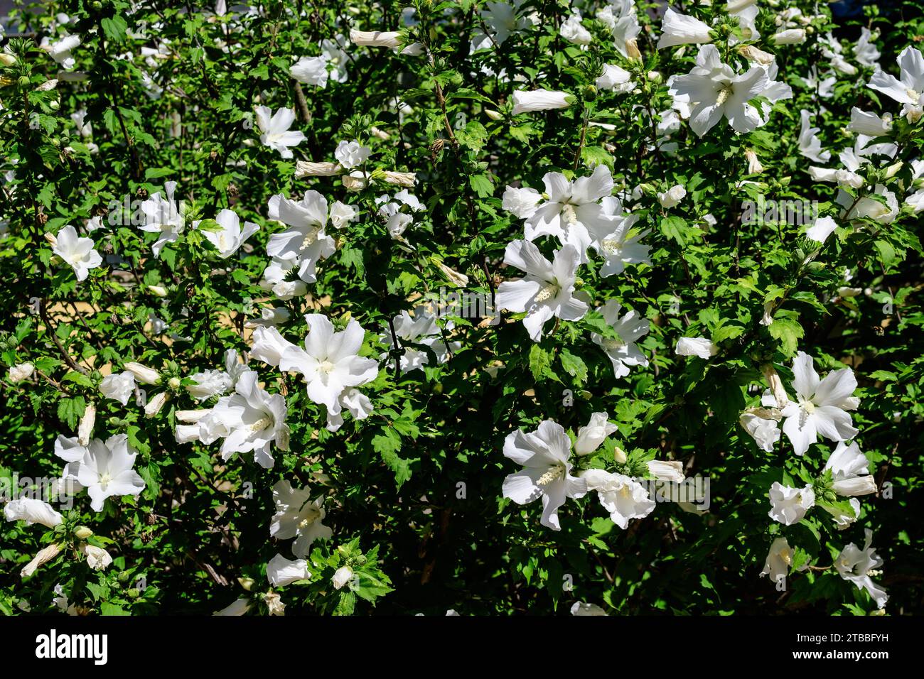 Molti fiori bianchi di pianta di ibisco syriacus, comunemente noti come rosa coreana, rosa di Sharon, ketmia siriana, arbusto althea o rosa mallow, in un giardino i Foto Stock