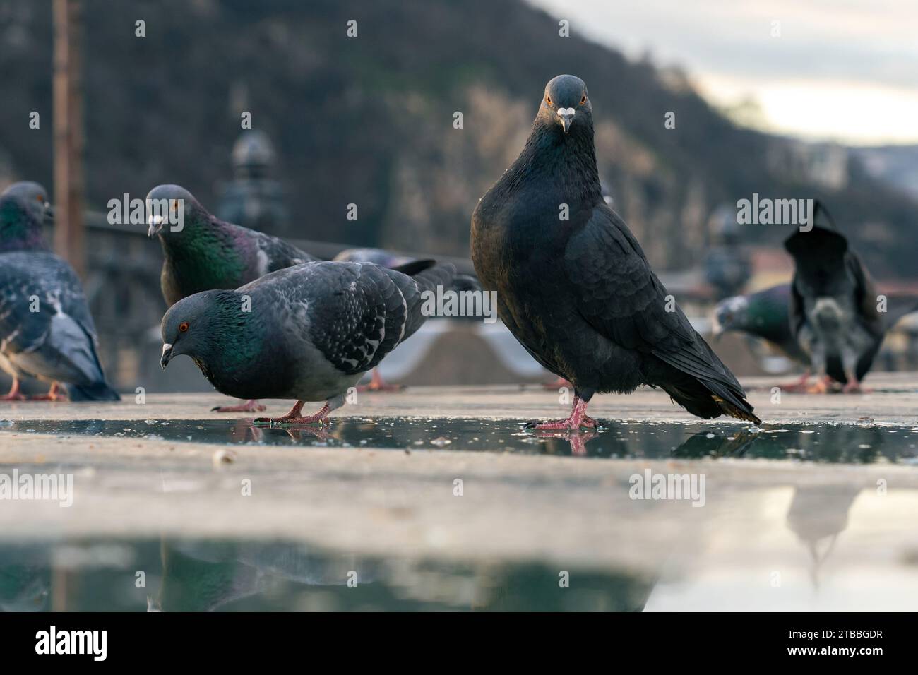 Bere piccioni in città Foto Stock